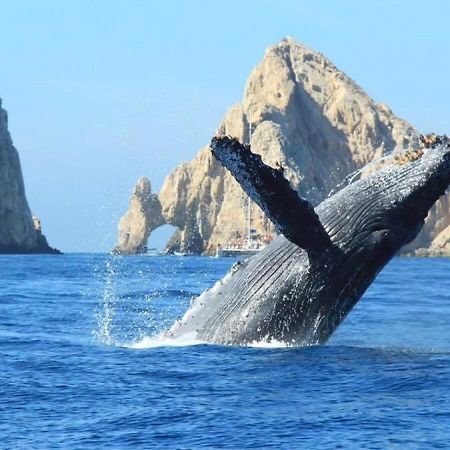 Best Location In Medano Beach -Marina Sol Lrg 2 Bed Steps To Beach, Downtown & Marina Apartment Cabo San Lucas Exterior photo