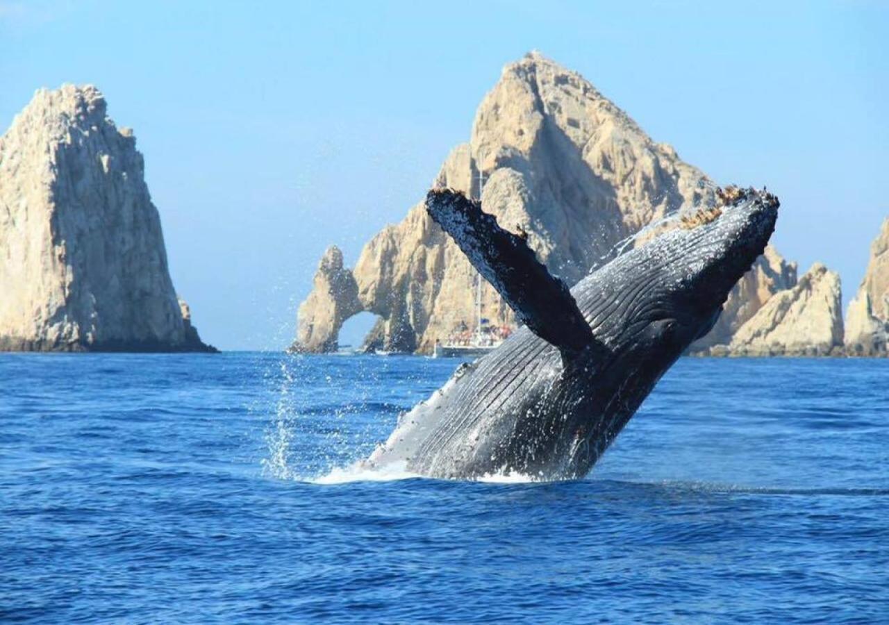 Best Location In Medano Beach -Marina Sol Lrg 2 Bed Steps To Beach, Downtown & Marina Apartment Cabo San Lucas Exterior photo